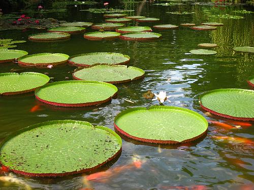 Lilly Pads